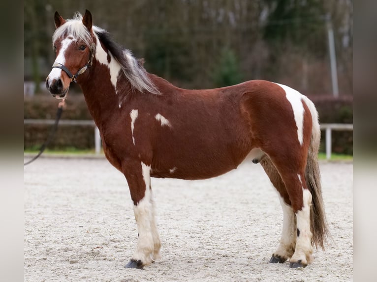 Cruzado Gelding 3 years 13,2 hh Pinto in Neustadt (Wied)