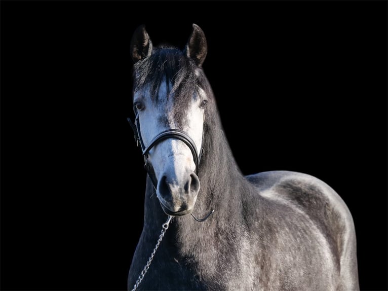 Cruzado Mix Gelding 3 years 14,2 hh Can be white in Galenberg