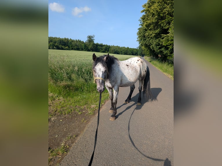 Cruzado Gelding 3 years 14,2 hh Leopard-Piebald in Lauterbach