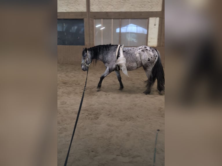 Cruzado Gelding 3 years 14,2 hh Leopard-Piebald in Lauterbach
