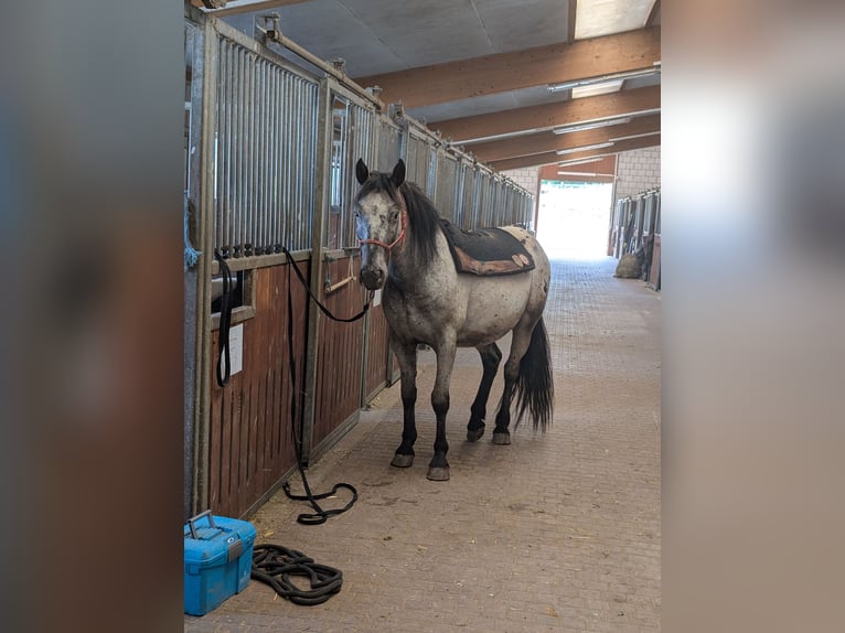 Cruzado Gelding 3 years 14,2 hh Leopard-Piebald in Lauterbach