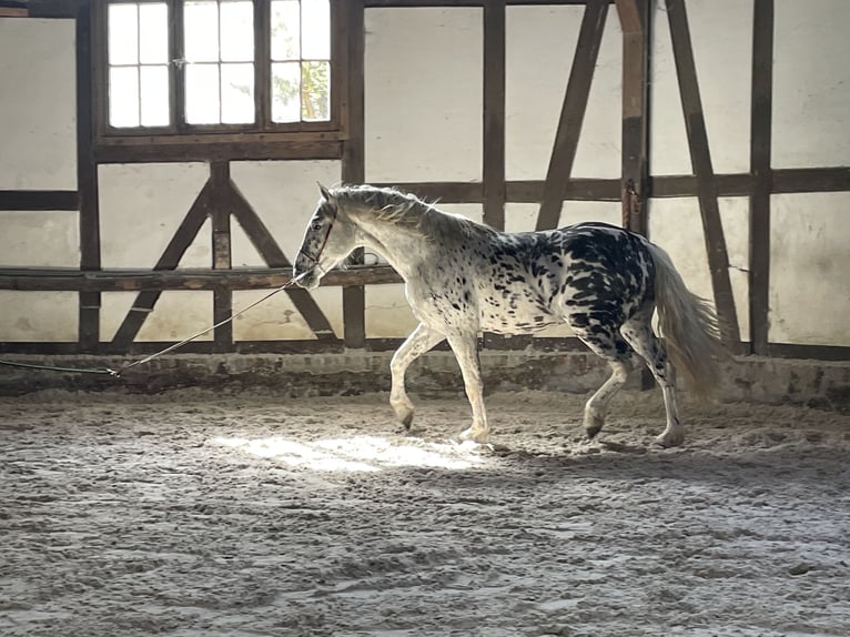 Cruzado Gelding 3 years 15.1 hh Leopard-Piebald in Meißner