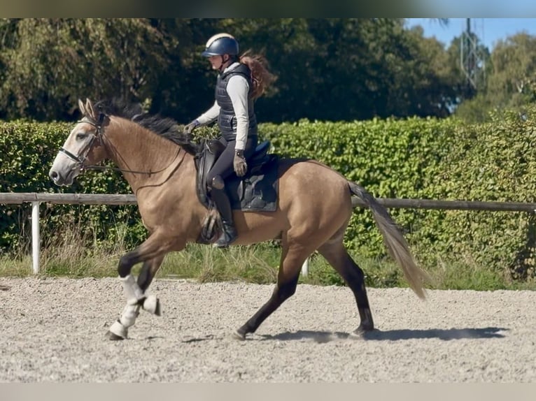 Cruzado Gelding 3 years 15.2 hh Grey-Red-Tan in Neustadt (Wied)