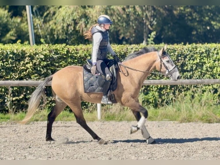 Cruzado Gelding 3 years 15.2 hh Grey-Red-Tan in Neustadt (Wied)