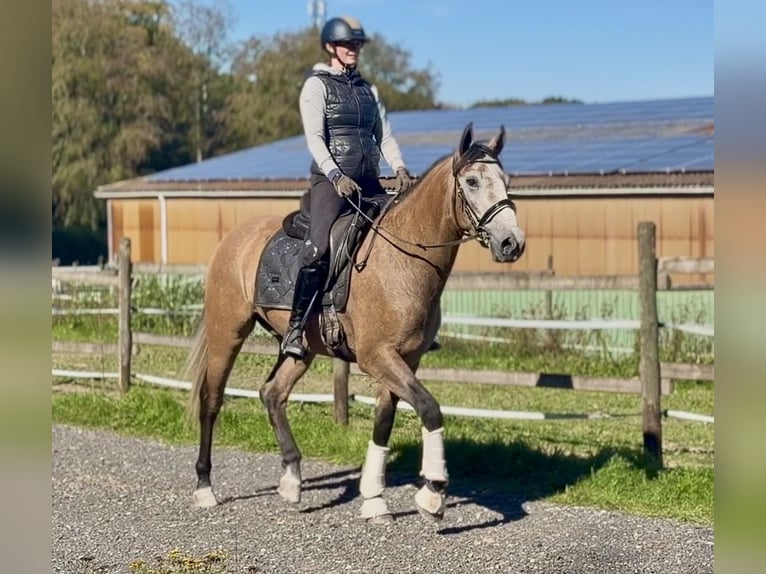 Cruzado Gelding 3 years 15.2 hh Grey-Red-Tan in Neustadt (Wied)