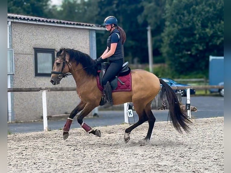 Cruzado Gelding 3 years 15 hh Dun in Neustadt (Wied)