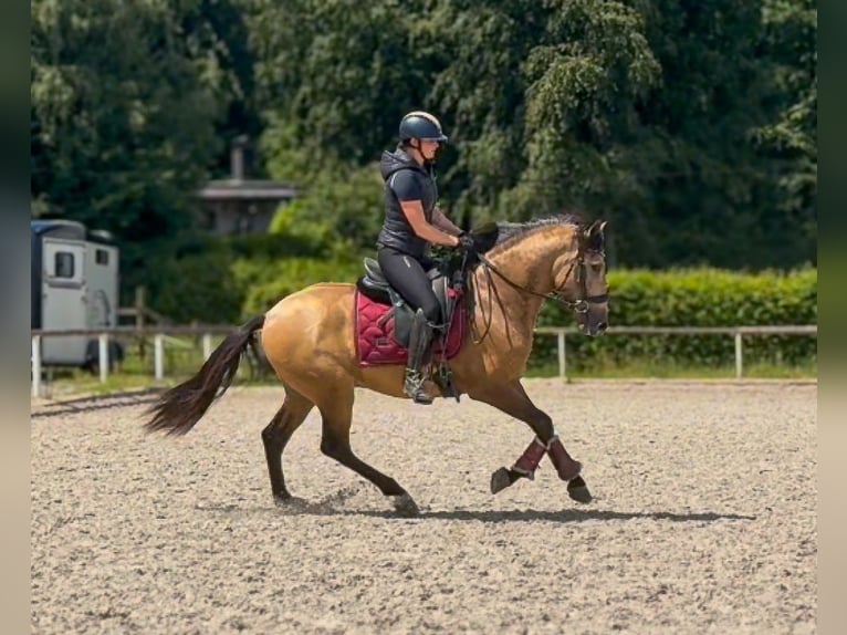 Cruzado Gelding 3 years 15 hh Dun in Neustadt (Wied)