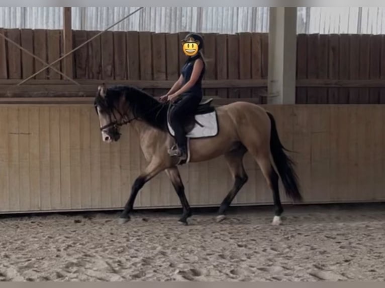 Cruzado Gelding 3 years 15,1 hh Dun in Laupheim
