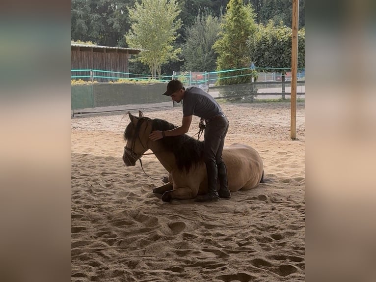 Cruzado Gelding 3 years 15,1 hh Dun in Laupheim