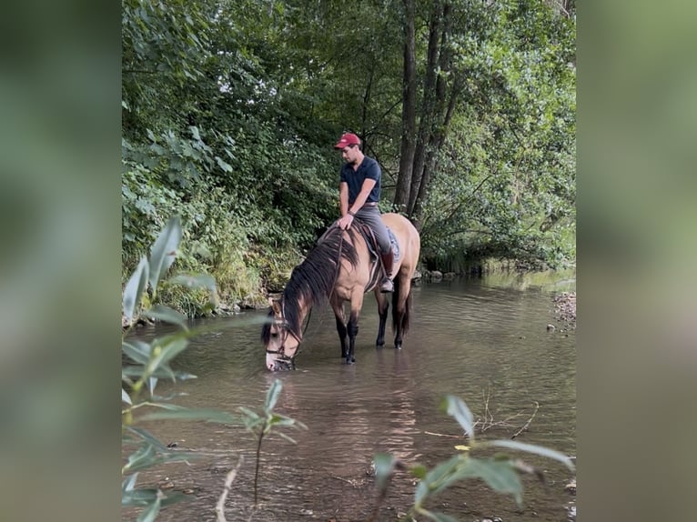 Cruzado Gelding 3 years 15,1 hh Dun in Laupheim