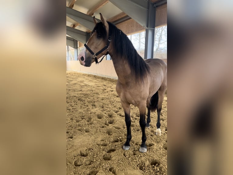 Cruzado Gelding 3 years 15,1 hh Dun in Laupheim