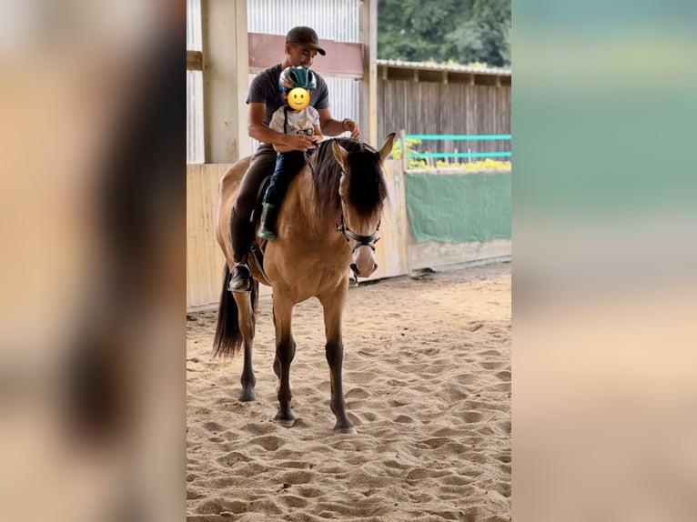 Cruzado Gelding 3 years 15,1 hh Dun in Laupheim