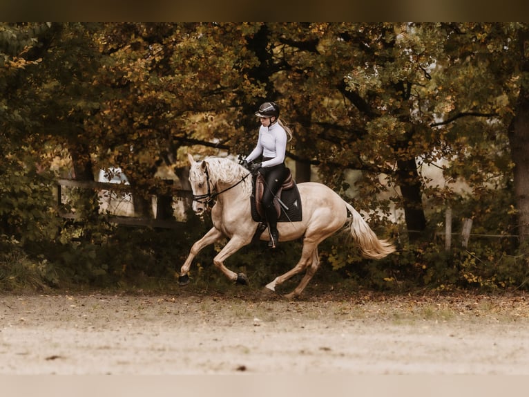 Cruzado Gelding 3 years 15,2 hh Palomino in Windhagen