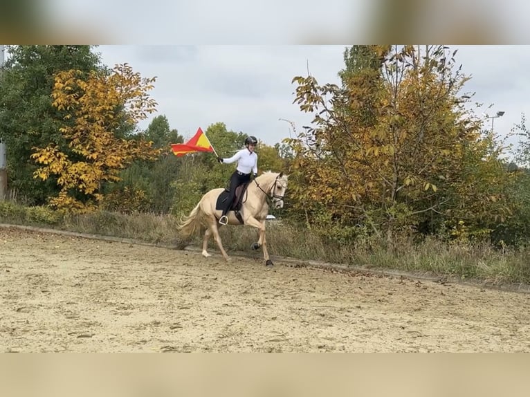 Cruzado Gelding 3 years 15,2 hh Palomino in Windhagen