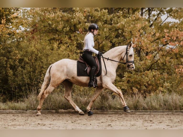 Cruzado Gelding 3 years 15,2 hh Palomino in Windhagen