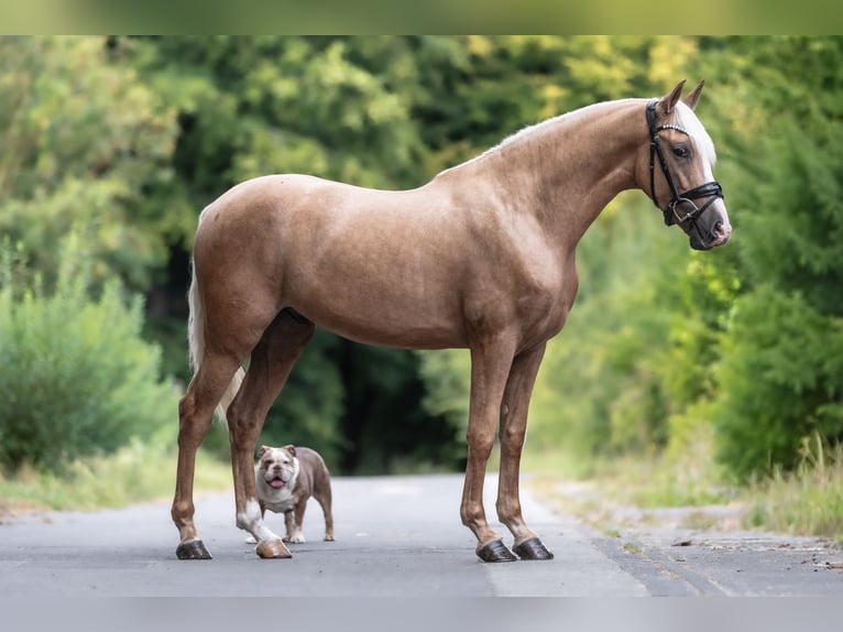 Cruzado Gelding 3 years 15,2 hh Palomino in Windhagen