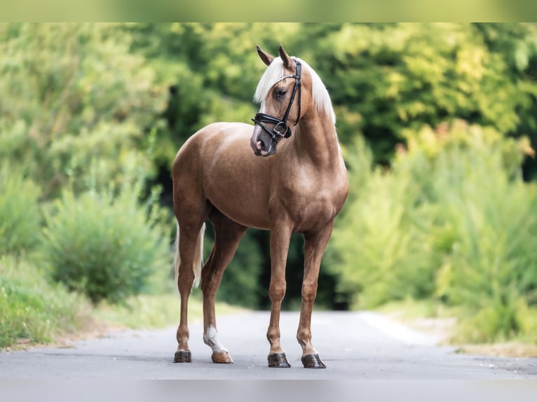 Cruzado Gelding 3 years 15,2 hh Palomino in Windhagen