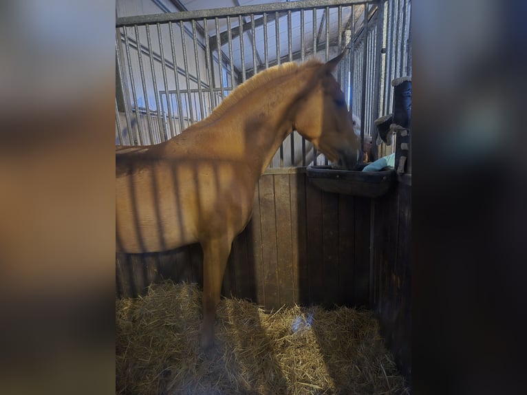Cruzado Gelding 3 years 16 hh Chestnut-Red in Ortigosa Del Monte