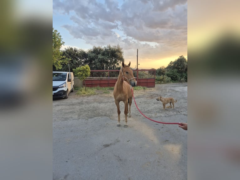 Cruzado Gelding 3 years 16 hh Chestnut-Red in Ortigosa Del Monte