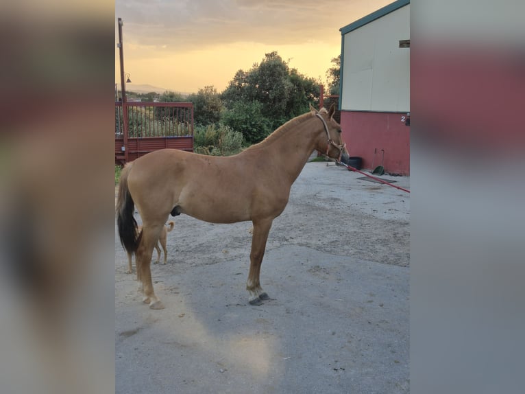 Cruzado Gelding 3 years 16 hh Chestnut-Red in Ortigosa Del Monte