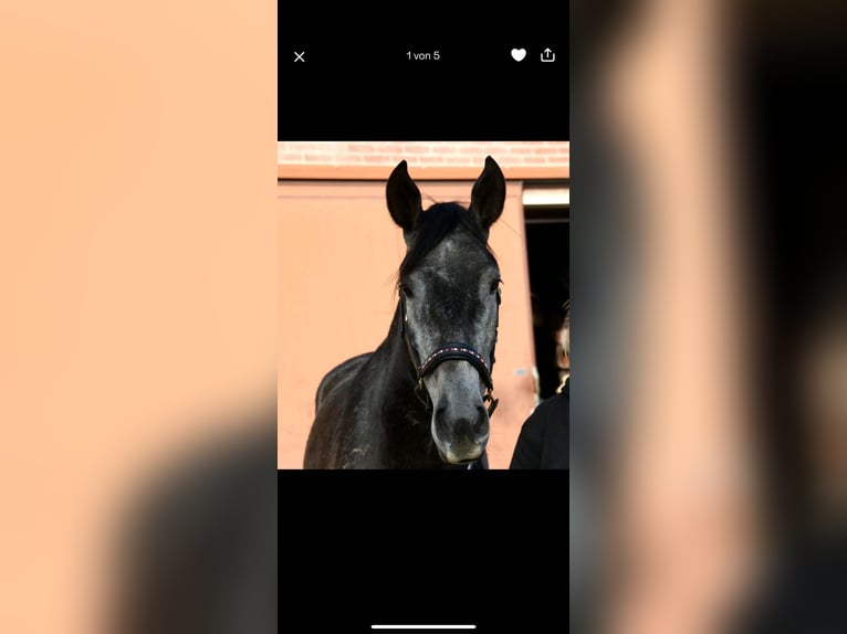 Cruzado Mix Gelding 3 years 16 hh Grey-Blue-Tan in Nettetal