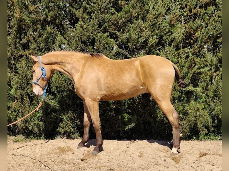 Cruzado Mix Gelding 3 years 16,1 hh Dun in Almonte