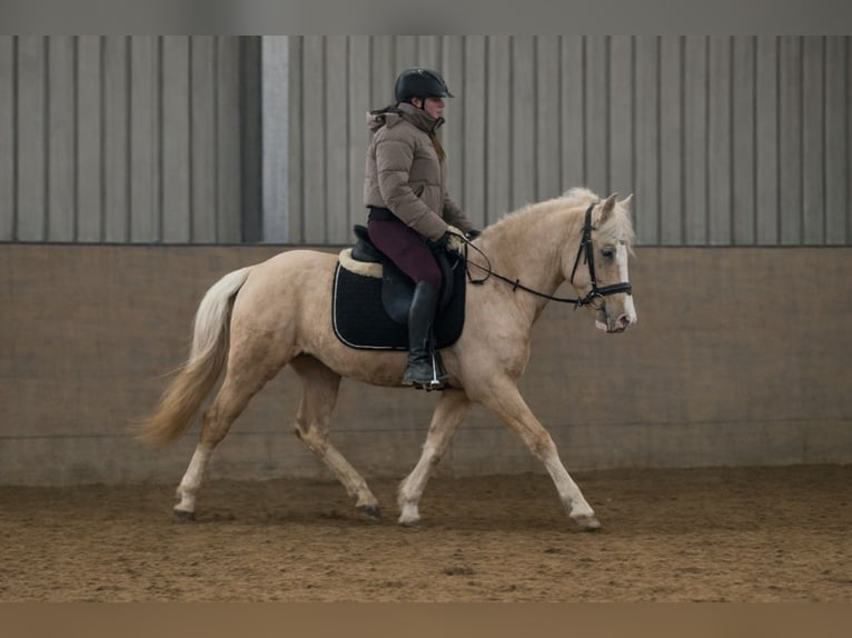 Cruzado Gelding 4 years 13,1 hh Palomino in Neustadt (Wied)