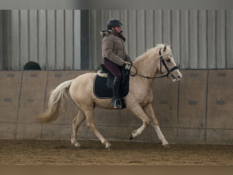 Cruzado Gelding 4 years 13,1 hh Palomino in Neustadt (Wied)