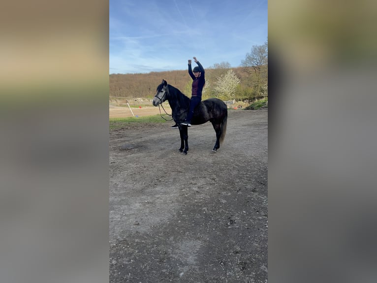 Cruzado Mix Gelding 4 years 14.3 hh Can be white in Galenberg