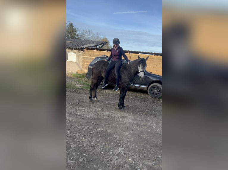 Cruzado Mix Gelding 4 years 14.3 hh Can be white in Galenberg