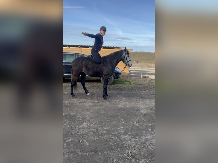 Cruzado Mix Gelding 4 years 14,3 hh Can be white in Galenberg