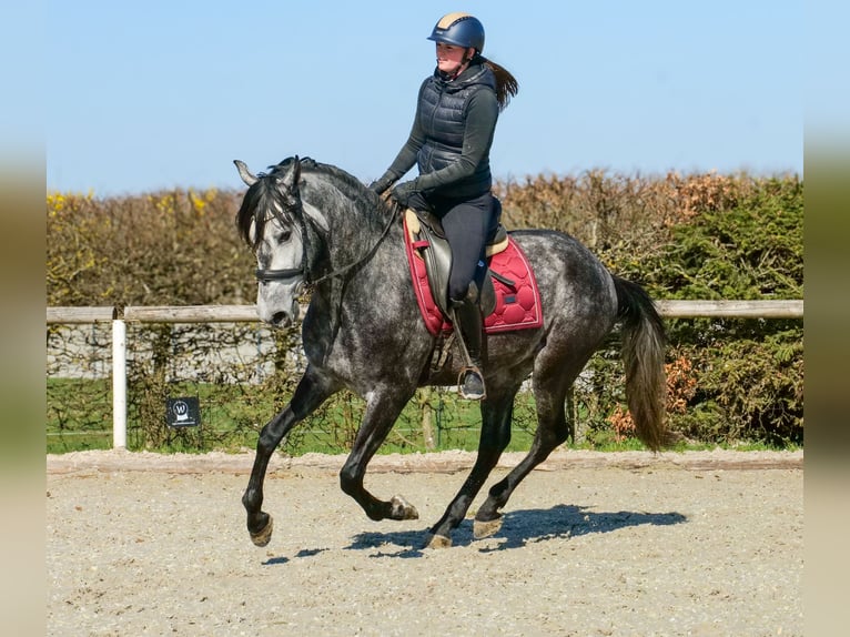 Cruzado Gelding 4 years 15.1 hh Grey in Neustadt (Wied)