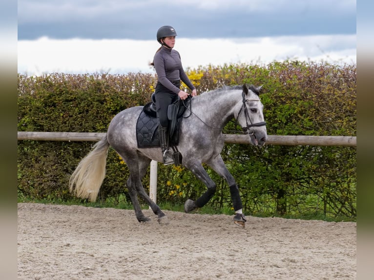 Cruzado Gelding 4 years 15.2 hh Grey in Neustadt (Wied)