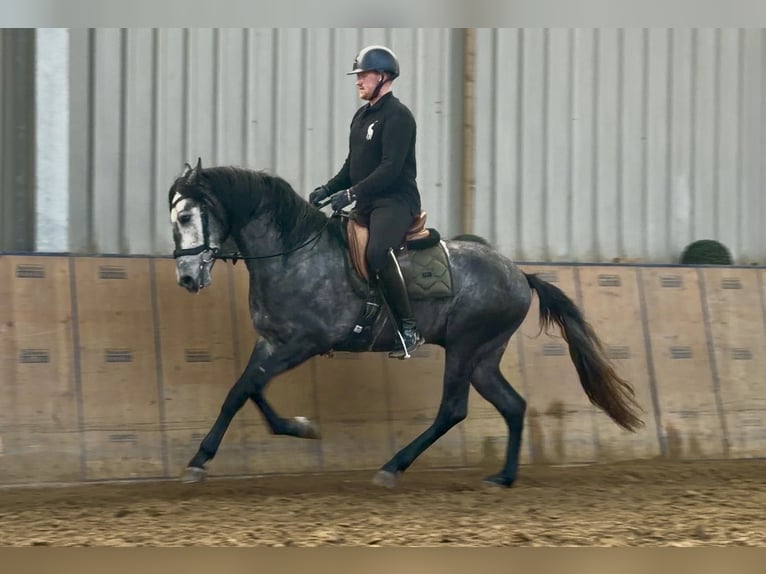 Cruzado Gelding 4 years 15.2 hh Grey in Neustadt (Wied)
