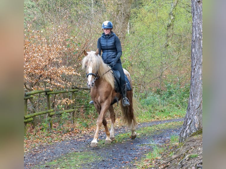 Cruzado Gelding 4 years 15.2 hh Leopard-Piebald in Neustadt (Wied)