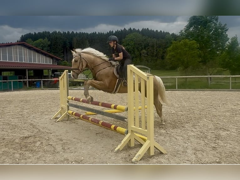 Cruzado Gelding 4 years 15 hh Palomino in Altusried