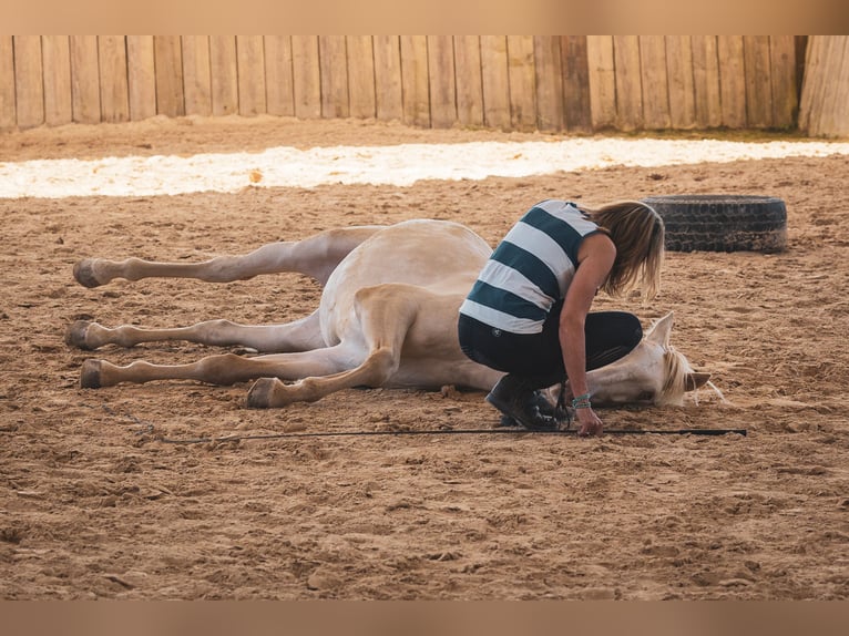 Cruzado Gelding 4 years 15,1 hh Champagne in Friedrichshafen