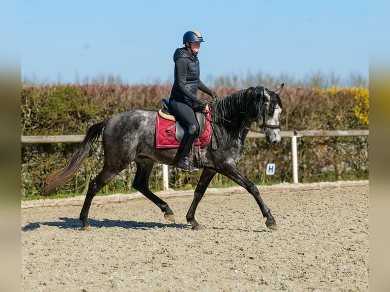 Cruzado Gelding 4 years 15,1 hh Grey in Neustadt (Wied)