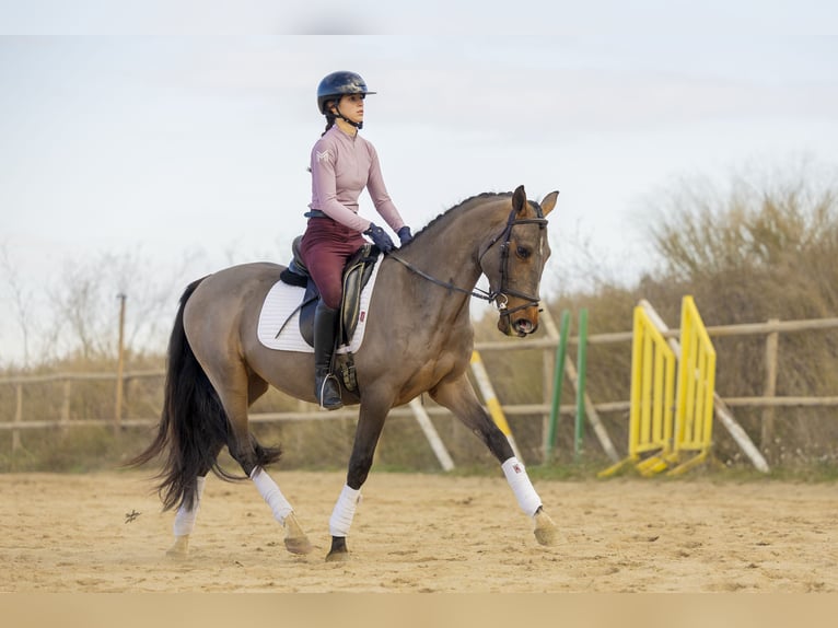 Cruzado Gelding 4 years 15,2 hh Brown in Subirats
