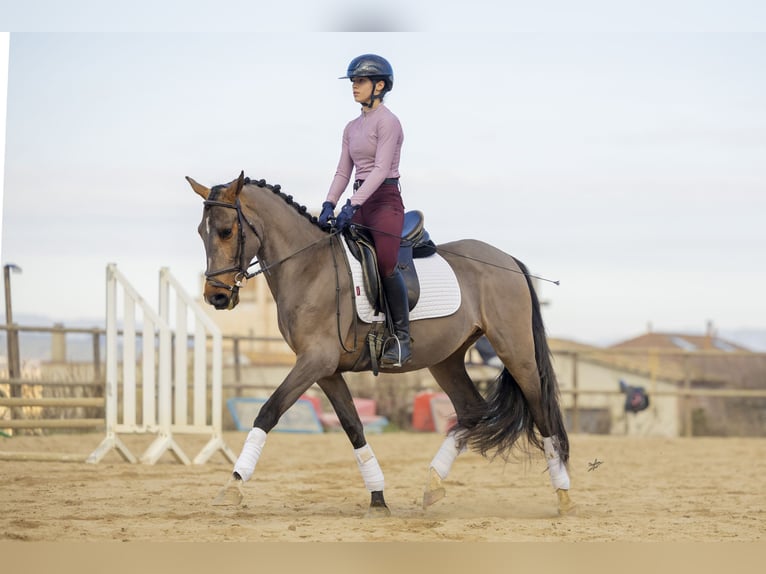Cruzado Gelding 4 years 15,2 hh Brown in Subirats
