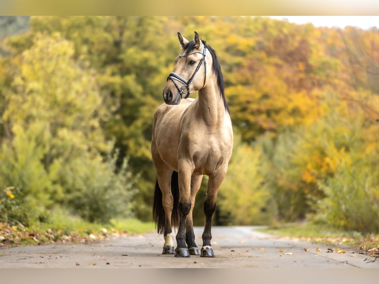 Cruzado Gelding 4 years 15,2 hh Dun in Windhagen