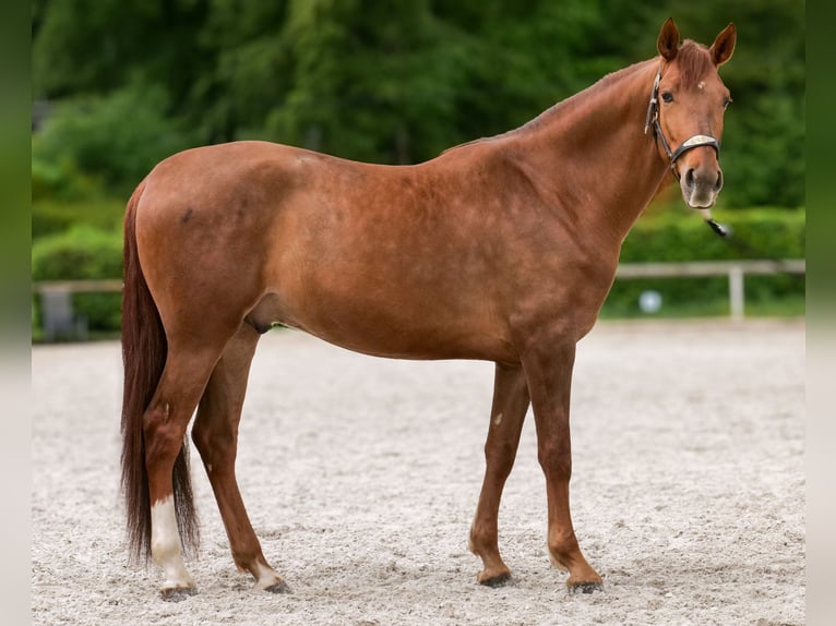 Cruzado Gelding 4 years 16 hh Chestnut in Neustadt (Wied)