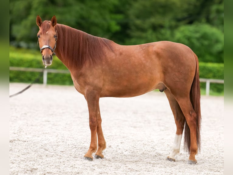Cruzado Gelding 4 years 16 hh Chestnut in Neustadt (Wied)