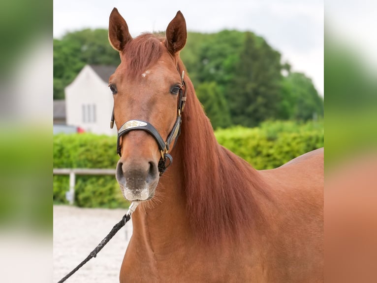 Cruzado Gelding 4 years 16 hh Chestnut in Neustadt (Wied)