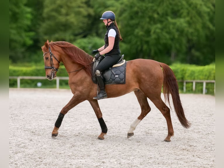Cruzado Gelding 4 years 16 hh Chestnut in Neustadt (Wied)
