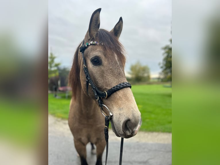 Cruzado Gelding 4 years 16,1 hh Buckskin in Lippetal