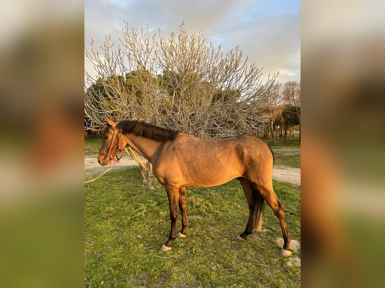 Cruzado Gelding 4 years in Madrid