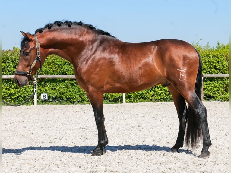 Cruzado Gelding 5 years 14.2 hh Brown in Neustadt (Wied)