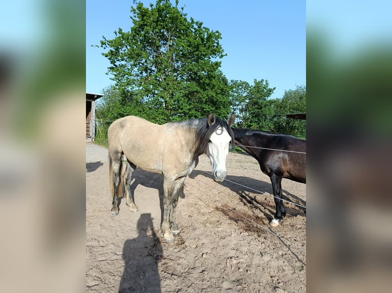 Cruzado Gelding 5 years 14.2 hh Grey-Dapple in Wismar