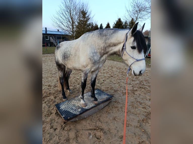 Cruzado Gelding 5 years 14.2 hh Grey-Dapple in Wismar